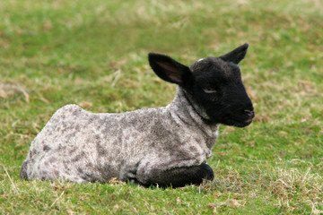 Obraz premium baby lamb