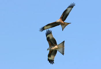 red kite eagles flying together