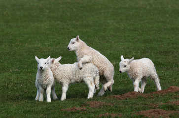 lambs playing