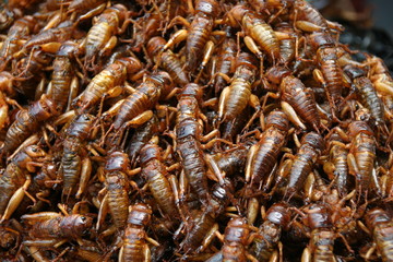 market stall bugs to eat