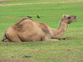 camel