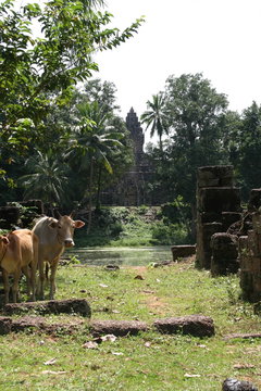 two cows at the rolous temple