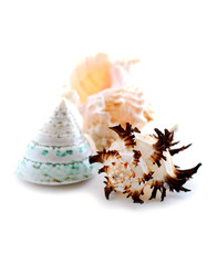 sea shells on white