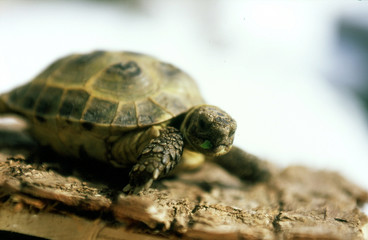 tortue3