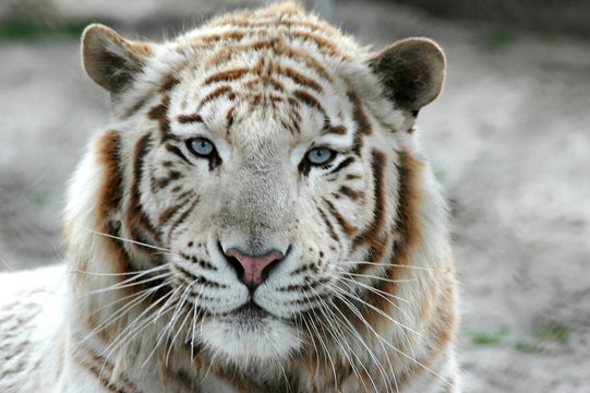 tigre blanc b