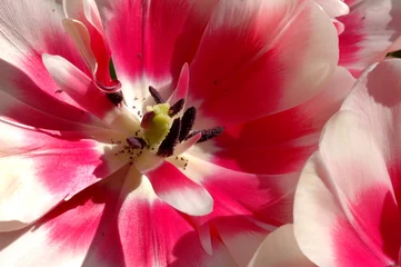 Gardinen Tulpe Makro © robert lerich