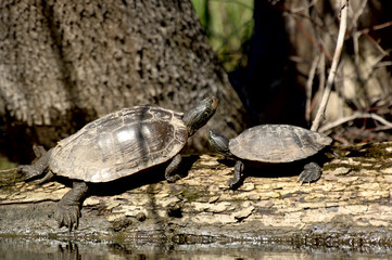 painted turtles (chrysemys picta)