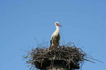stork
