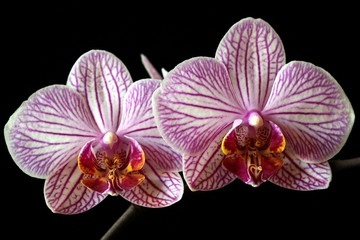 Fototapeta na wymiar orchideenpaar