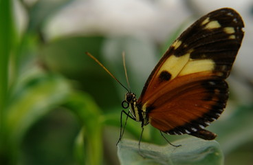 Obraz na płótnie Canvas the butterfly