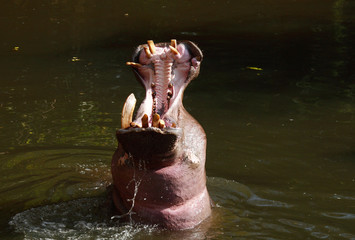 hippopotamus yawning