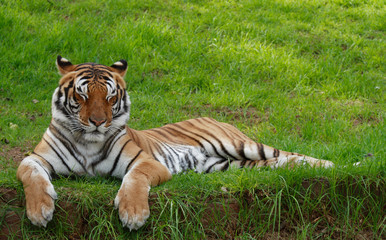 Fototapeta na wymiar tiger z zamkniętymi oczami