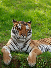 Fototapeta na wymiar tiger with closed eyes