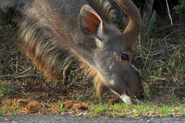 kudu