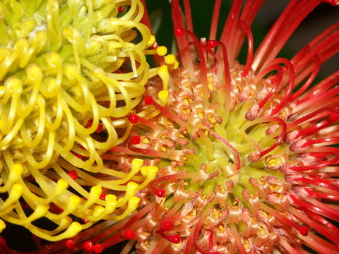 des fleurs, des mutans