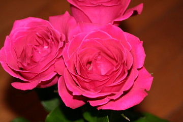 rose (rosa)