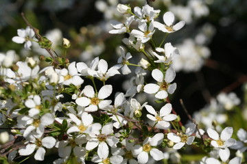 petites fleurs blanches