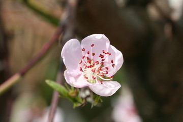 fleurs d'arbre fruitié rose