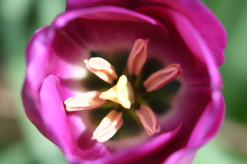 Fototapeta premium fleurs mauve jardin d'été