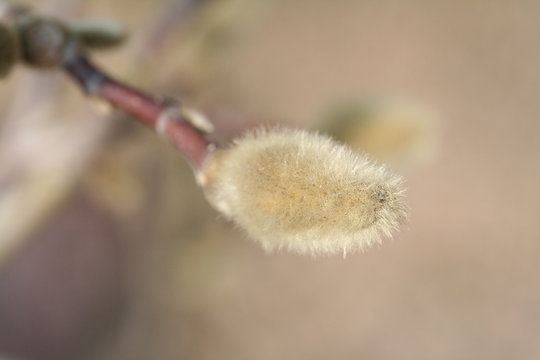 bourgeon sur branche de p&eacute;ch&eacute;