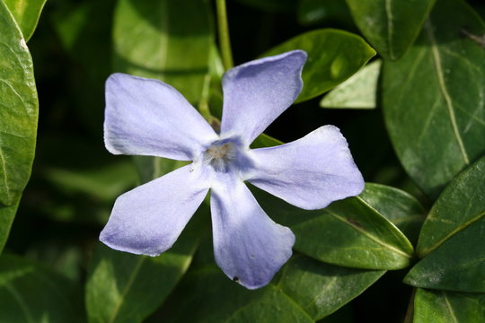 fleurs de bassin bleu dans son habit naturel