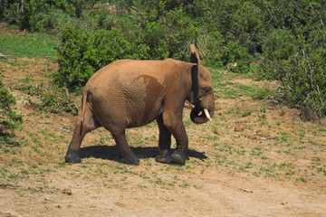 african elephant