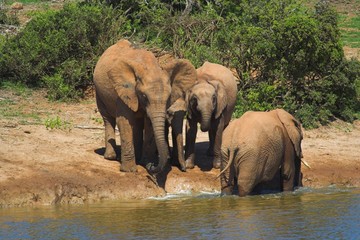 Obraz premium elephant family