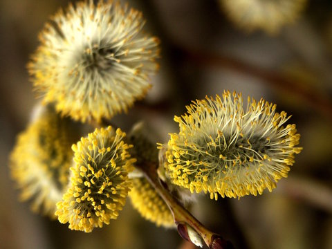 bachweide - pollen