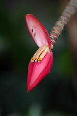 fleur © Palindra