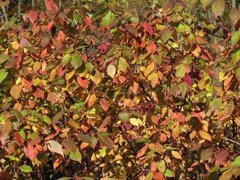 leaves of the shrub
