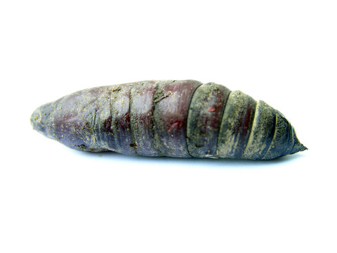 wormy creature