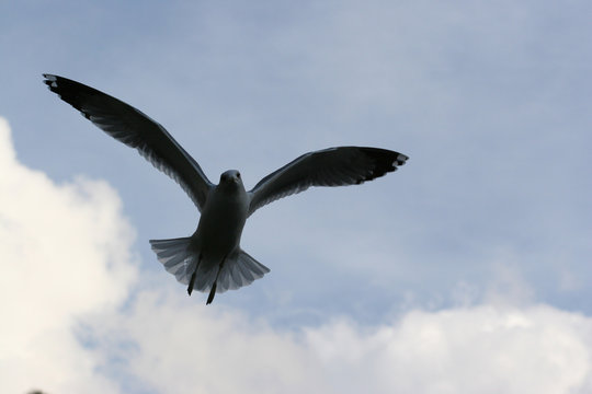 gliding gull