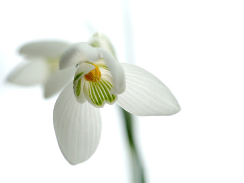 Fototapeta snowdrop1