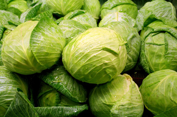 vegetable - cabbage