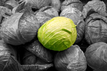 Fototapeta na wymiar vegetable - cabbage isolated