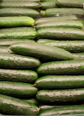 vegetable - cucumber