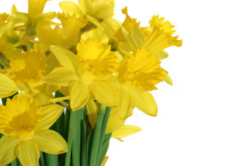 close-up of daffodils