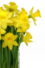 daffodils in a square glass vase