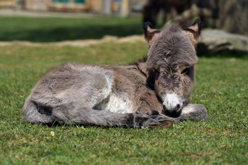 Fototapeta premium petit âne