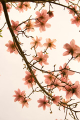 blossum in pastle hues