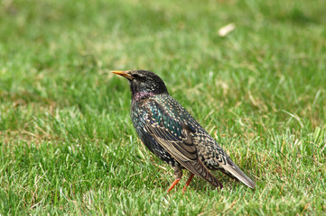 starling