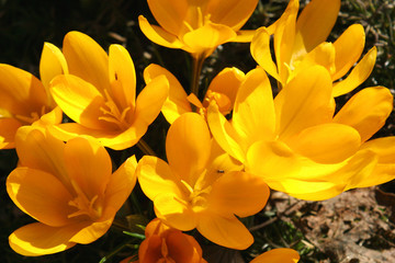 spring flowers in a garden.