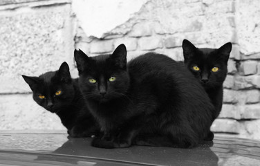 Naklejka premium tree black cats