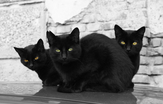 tree black cats