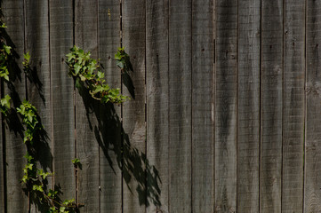 old picket fence with ivy