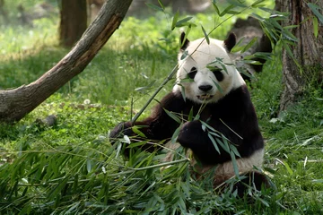 Crédence de cuisine en verre imprimé Panda alimentation panda géant