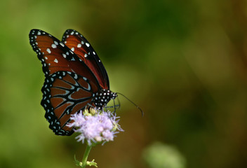 Plakat monarch butterfly