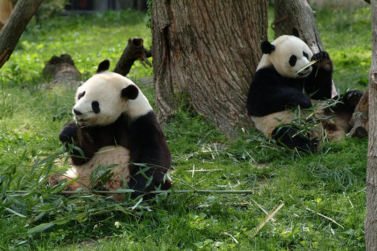 Fototapeta giant pandas feeding