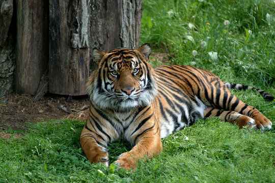 tiger posing for camera