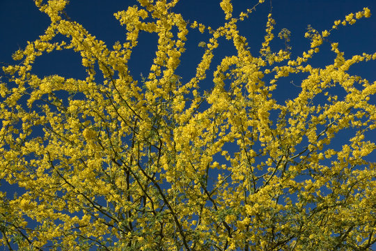 spring gold crown